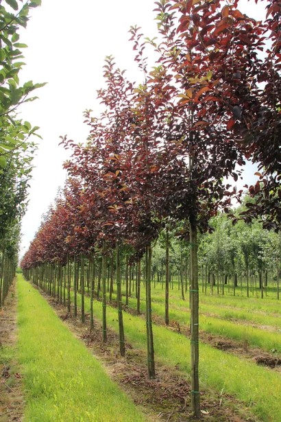 Prunus virginiana Canada Red
